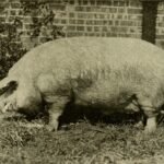 Indian stock market: Legal India Center