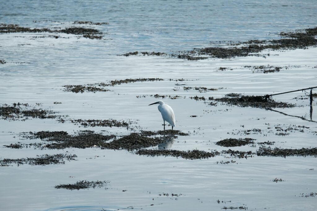 T20 World Cup: Legal India Center