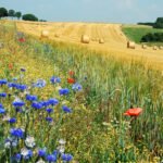 fielding: Legal India Center