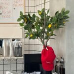 oil prices: Legal India Center