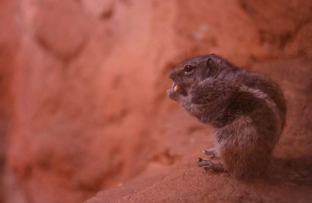 love jihad: Legal India Center